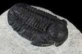 Detailed Gerastos Trilobite Fossil - Morocco #117793-3